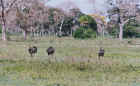 In the Pantanal, Brazil