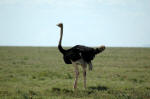 Serengeti National Park