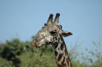 Lake Manyara National Park