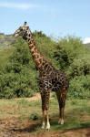 Lake Manyara National Park