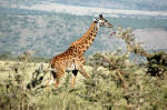 Serengeti National Park