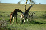 Serengeti National Park