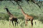 Serengeti National Park